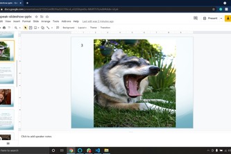 Dogs
