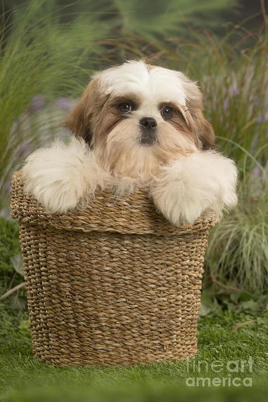 Presentation -Shitzu – screenshot 1