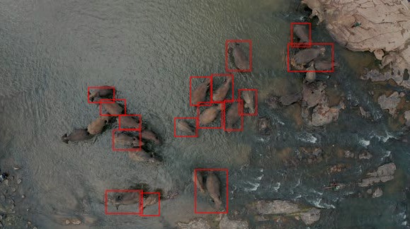 Video Indexer Script and Elephant Detection Models – screenshot 3