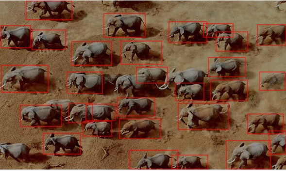 Video Indexer Script and Elephant Detection Models – screenshot 2