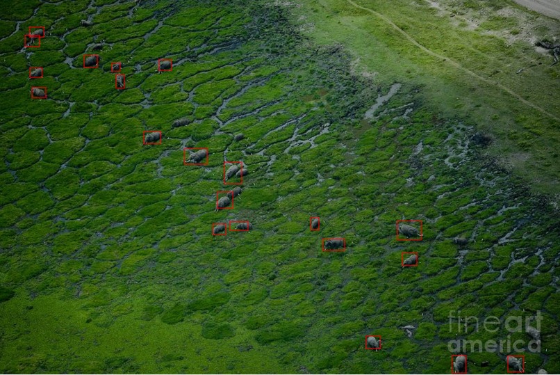 Video Indexer Script and Elephant Detection Models – screenshot 4