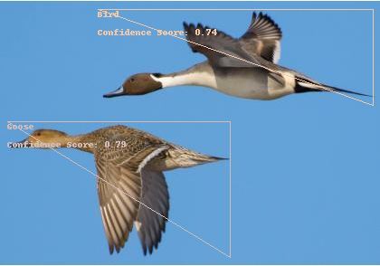 Bird Flight Risk Using Google Cloud Vision Object Detection – screenshot 1