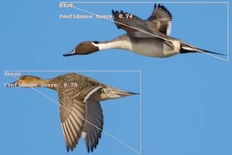 Bird Flight Risk Using Google Cloud Vision Object Detection