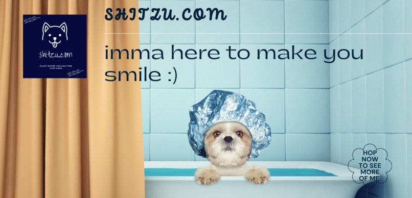 shitzu.com - Brand Concept – screenshot 4