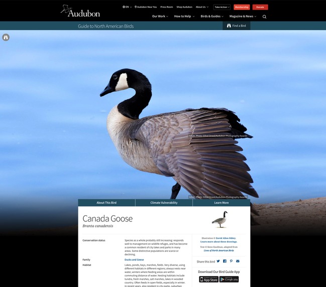 Backyard Birbing – screenshot 3