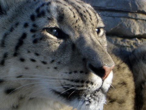 WebConservation – screenshot 1