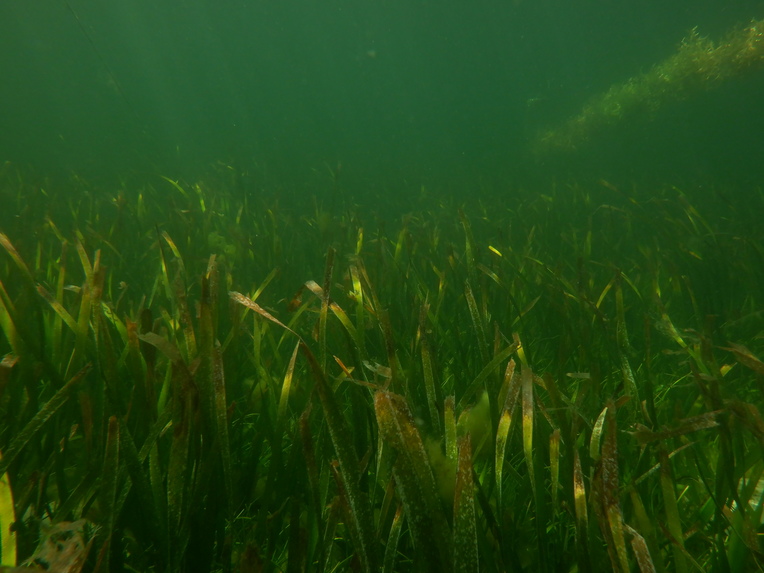 My Seagrass Project – screenshot 1