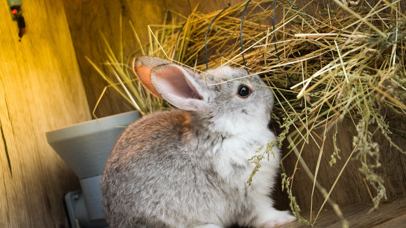 Animal Feeder – screenshot 6
