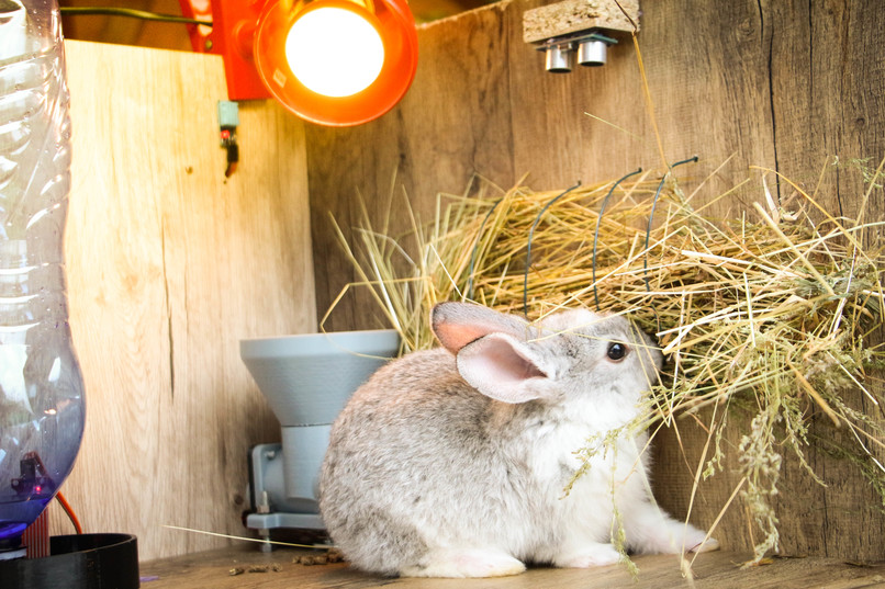 Animal Feeder – screenshot 2