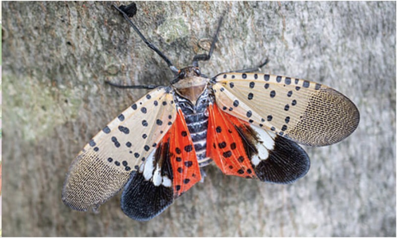 Lanternfly MercerHacks – screenshot 1