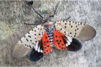 Lanternfly MercerHacks