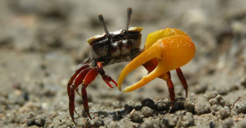 crab  – screenshot 2