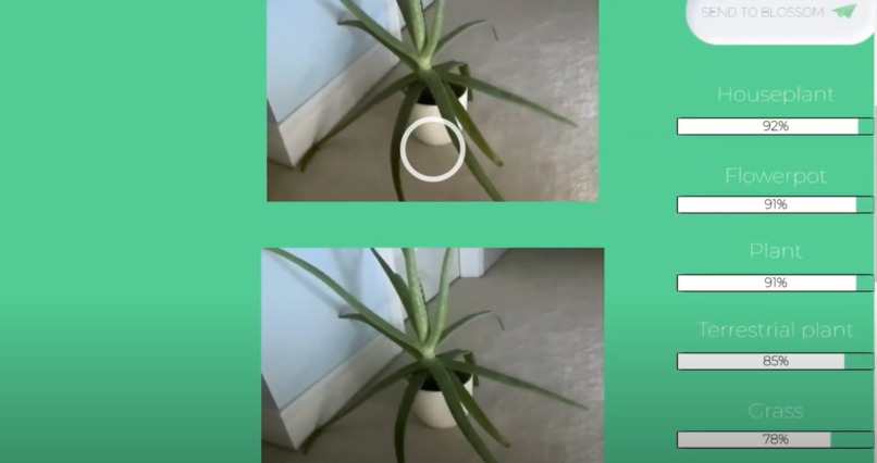Blossom  – screenshot 3