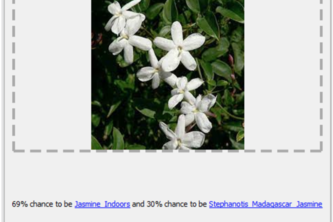 Bloom - Hanging Basket Flowers Identification App