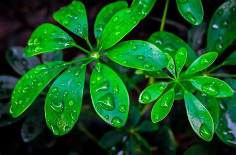 Green Earth – screenshot 1