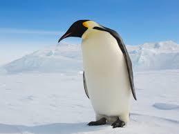 Penguin Or Not – screenshot 1
