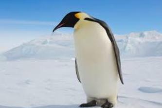 Penguin Or Not