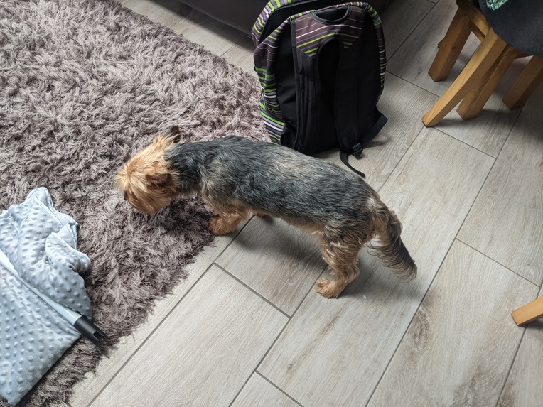 HackerDog8 – screenshot 1