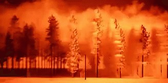 Forestnet – screenshot 1