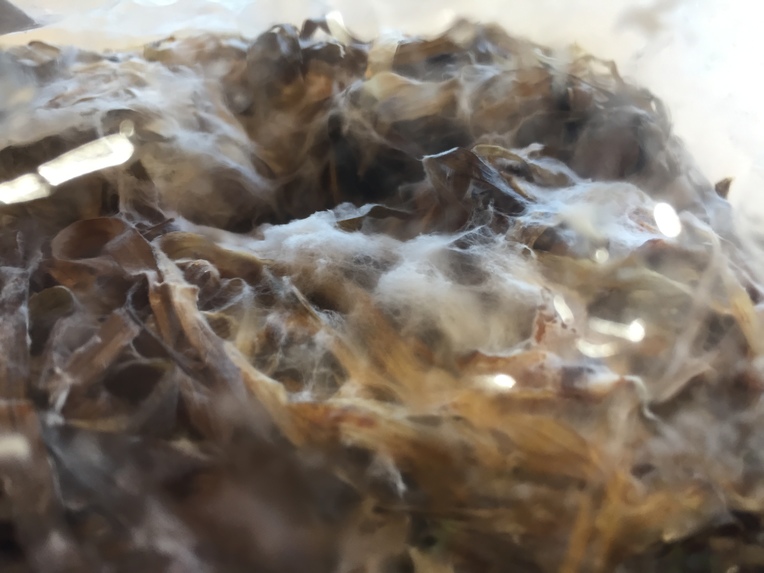 BalticTherm - Rezirkuläres Dämmmaterial aus Seegras – screenshot 4