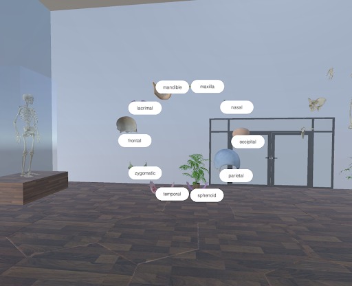 Anatomy 101 – screenshot 3