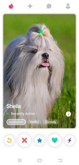 PawfectMatch – screenshot 2