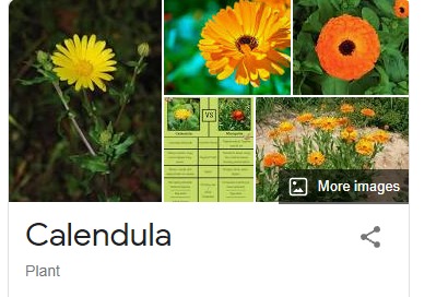 Plant Biodiversity Tracker – screenshot 4