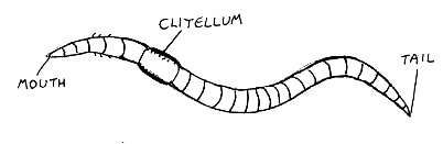 Two Worms Out of One?-Educating Today’s Society – screenshot 1