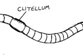 Two Worms Out of One?-Educating Today’s Society