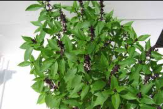 Basil plant 