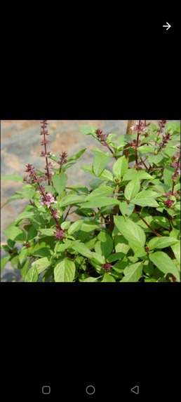 Basil plant  – screenshot 2