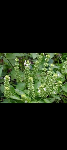 Basil plant  – screenshot 3