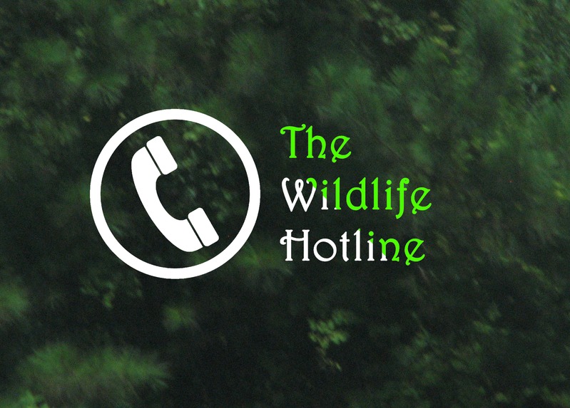The Wildlife Hotline – screenshot 1