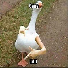 GANs tolles Projekt – screenshot 2