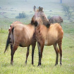 Implementation of CycleGAN on Images and Videos – screenshot 1