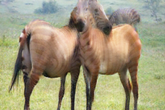 Implementation of CycleGAN on Images and Videos