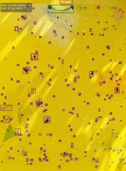 Insect Counting with Deep Learning – screenshot 2
