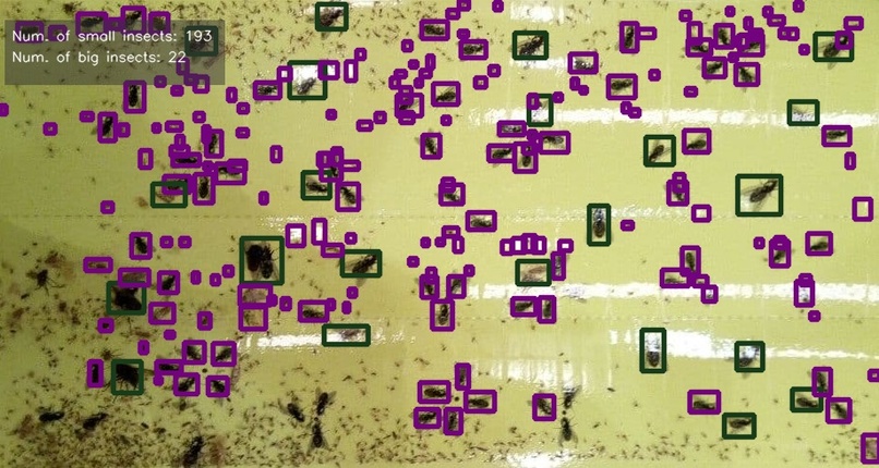 Insect Counting with Deep Learning – screenshot 3