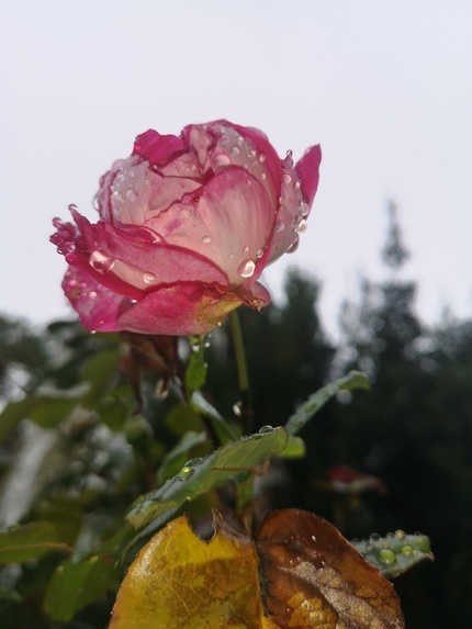 Sunset with flowers – screenshot 1