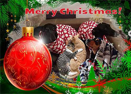 PetConnect – screenshot 6