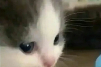 Jokes chrome extension