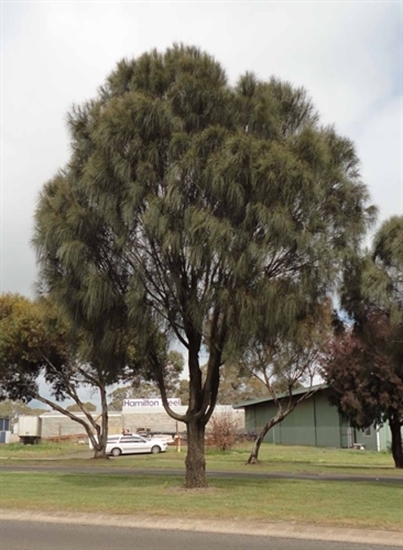 Cool Trees NFTs – screenshot 36