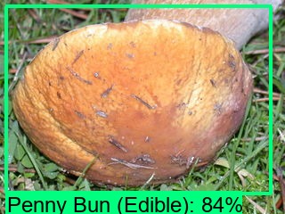 Shroomnify – screenshot 7