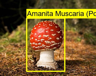 Shroomnify – screenshot 9