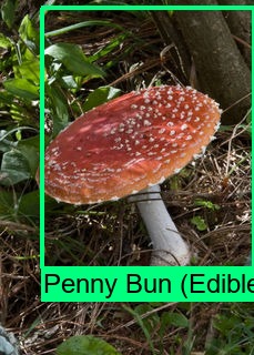 Shroomnify – screenshot 10