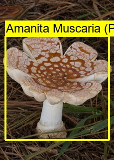 Shroomnify – screenshot 8