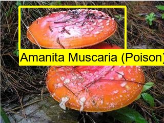 Shroomnify – screenshot 11