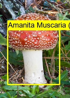 Shroomnify – screenshot 13