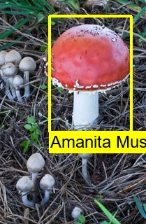 Shroomnify – screenshot 12