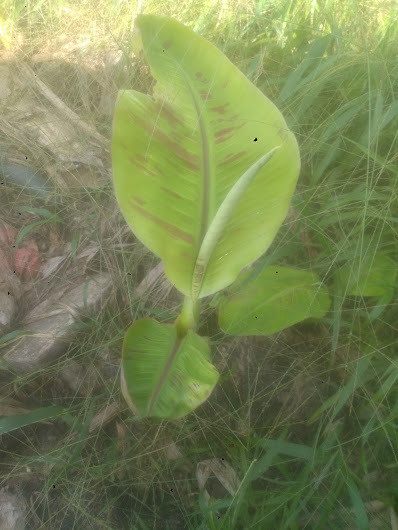 Reboisement et développement du web(E-commerce) en Afrique. – screenshot 1